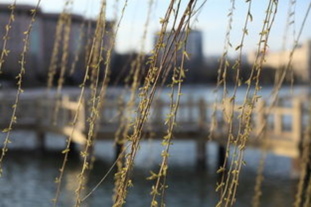 【文韻三星】又是一年春來(lái)到