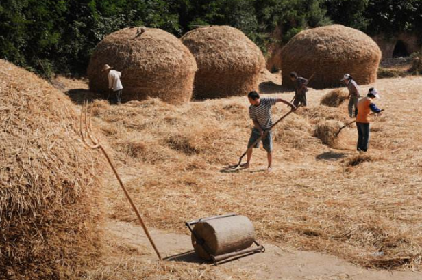 【文韻三星】夏忙